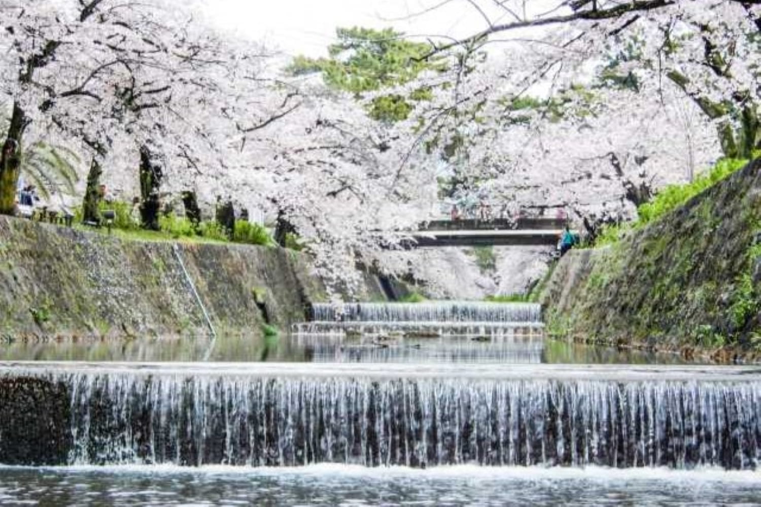 夙川河川敷緑地