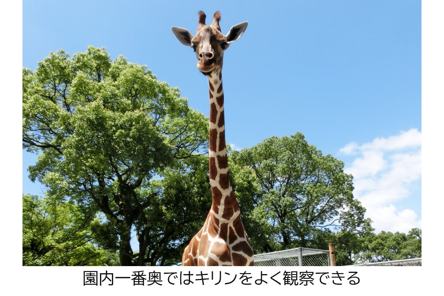 大牟田市動物園