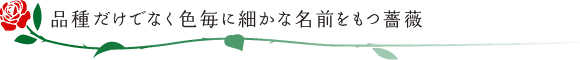 品種だけでなく色毎に細かな名前をもつ薔薇